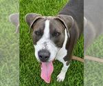 Small #1 American Staffordshire Terrier Mix