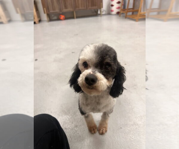 Medium Photo #2 Poodle (Miniature) Puppy For Sale in Studio City, CA, USA