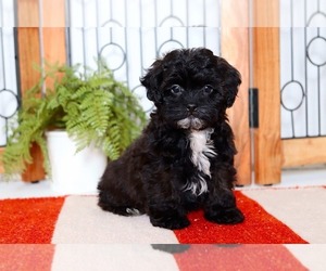 Shih-Poo Puppy for sale in NAPLES, FL, USA