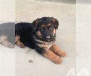 German Shepherd Dog Puppy for sale in TRAVERSE CITY, MI, USA