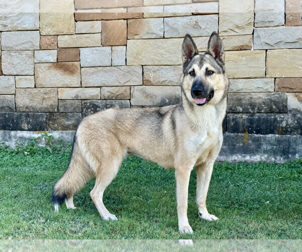 Medium Photo #6 German Shepherd Dog-Unknown Mix Puppy For Sale in PIPE CREEK, TX, USA