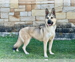 Small #5 German Shepherd Dog Mix