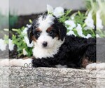 Small #4 Bernedoodle (Miniature)