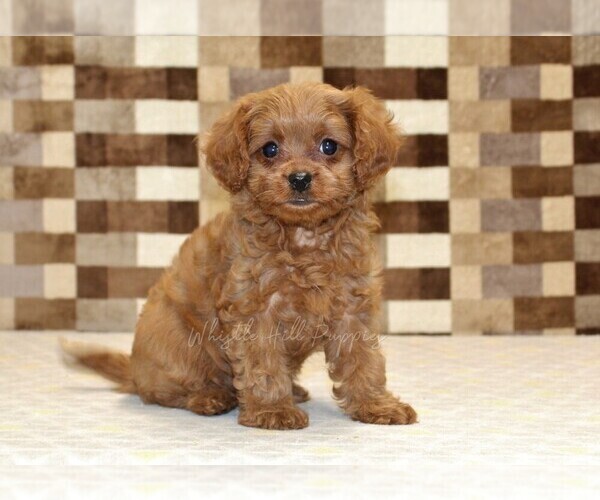 Medium Photo #1 Cavapoo (Miniature) Puppy For Sale in DENVER, PA, USA