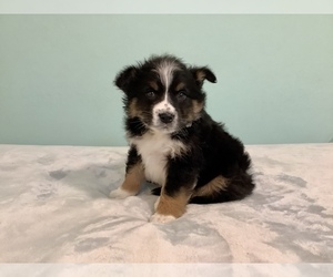 Australian Shepherd Puppy for sale in HILLSBORO, WI, USA