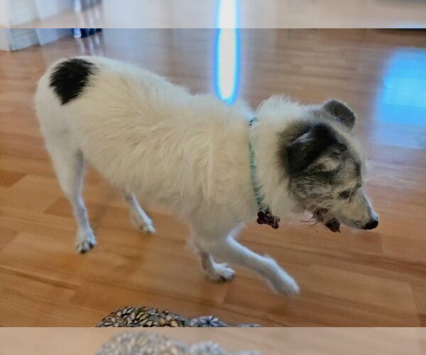 Medium Photo #4 Mutt Puppy For Sale in  Ramona, CA, USA