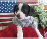 Small Photo #5 Chi-Corgi Puppy For Sale in SAINT ALBANS, WV, USA