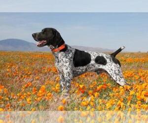 Father of the German Shorthaired Pointer puppies born on 03/26/2021