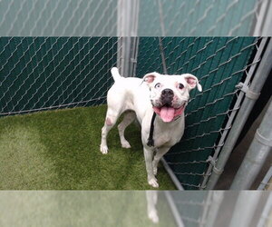 Mutt Dogs for adoption in Downey, CA, USA
