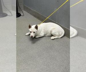 Siberian Husky-Unknown Mix Dogs for adoption in Las Vegas, NV, USA