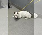 Small Siberian Husky Mix