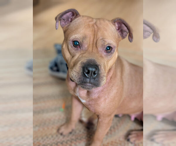 Medium Photo #3 American Pit Bull Terrier-Bulldog Mix Puppy For Sale in Princeton, MN, USA