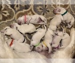 Small Photo #4 English Cream Golden Retriever Puppy For Sale in MARSHFIELD, WI, USA