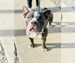 Small #1 Bulldog Mix