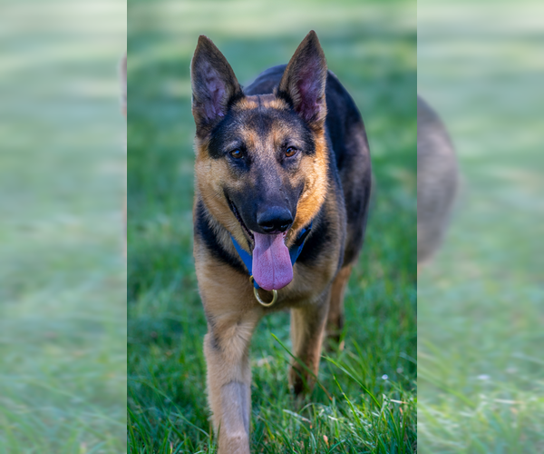 Medium Photo #2 German Shepherd Dog Puppy For Sale in Kansas City, MO, USA