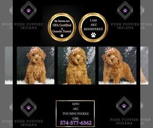 Poodle (Miniature) Puppy for sale in WARSAW, IN, USA