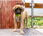 Puppy Ricki Mastiff