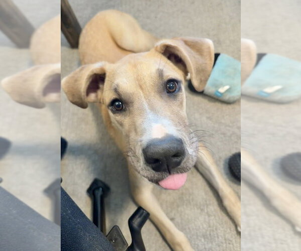 Medium Photo #2 Great Dane-Unknown Mix Puppy For Sale in Andover, MN, USA