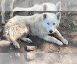 Small Huskies  Mix