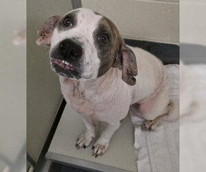 Mutt Dogs for adoption in Glen Allen, VA, USA