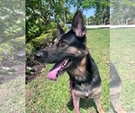 Small #3 German Shepherd Dog