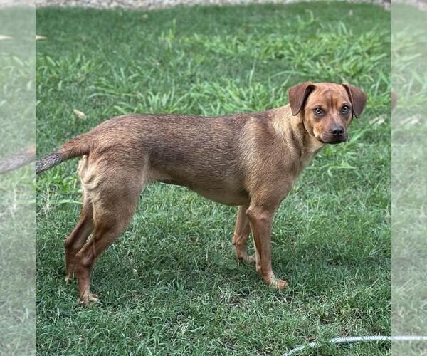 Medium Photo #4 Mutt Puppy For Sale in Yardley, PA, USA