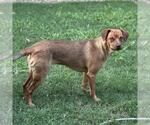 Small #3 Mutt