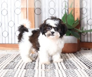 Zuchon Puppy for sale in NAPLES, FL, USA