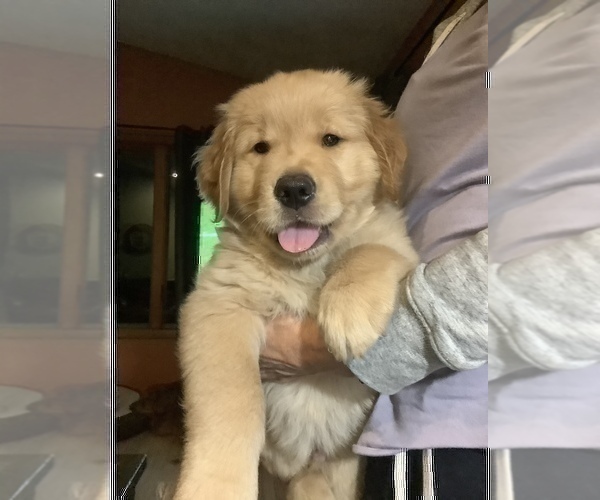 Medium Photo #1 Golden Retriever Puppy For Sale in CRANSTON, RI, USA