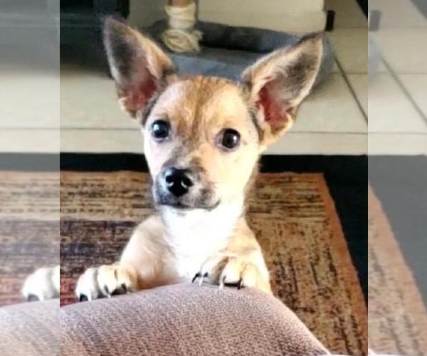Medium Photo #1 Chiweenie Puppy For Sale in Los Angeles, CA, USA