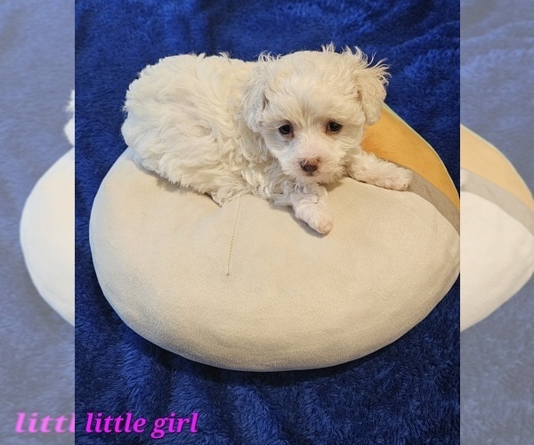 Medium Photo #1 Maltipoo (Miniature) Puppy For Sale in PALM COAST, FL, USA