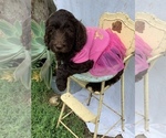 Small Photo #3 Goldendoodle-Poodle (Standard) Mix Puppy For Sale in PINEVILLE, AR, USA