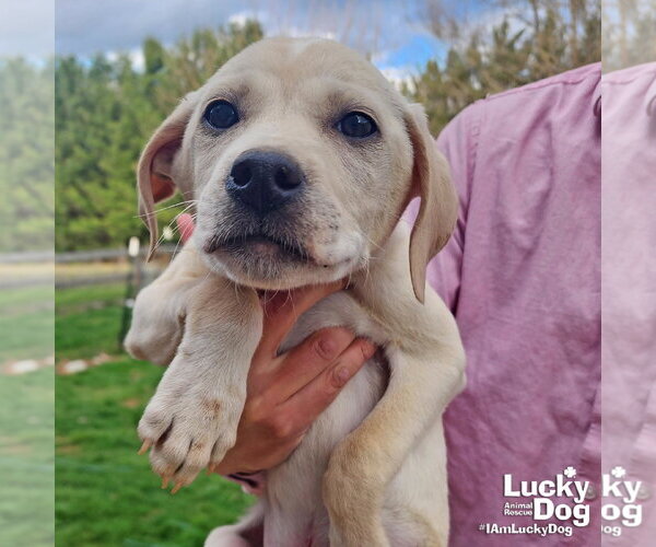 Medium Photo #5 Labrador Retriever-Unknown Mix Puppy For Sale in Washington, DC, USA