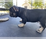 Small Photo #5 French Bulldog Puppy For Sale in TEMPLETON, CA, USA