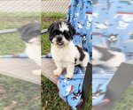 Small Photo #3 Shih Tzu Puppy For Sale in Weston, FL, USA