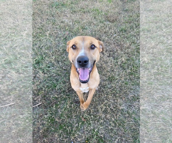 Medium Photo #3 Mutt Puppy For Sale in Woodbury, NY, USA