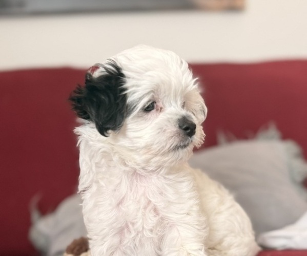 Medium Photo #4 Mal-Shi Puppy For Sale in FARMINGTON, MN, USA