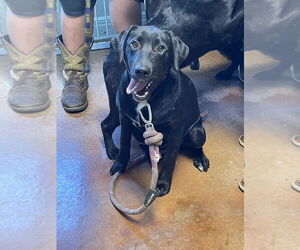 Labrador Retriever-Unknown Mix Dogs for adoption in Bolivar, MO, USA