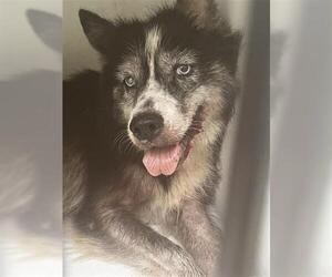 Siberian Husky Dogs for adoption in Houston, TX, USA