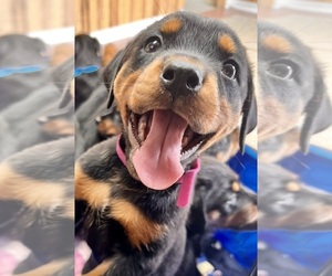 Rottweiler Puppy for sale in WARREN, MI, USA