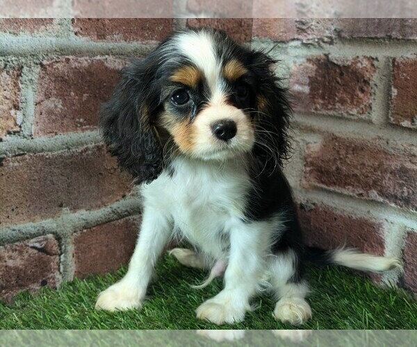 Medium Photo #16 Cavalier King Charles Spaniel Puppy For Sale in MOBERLY, MO, USA