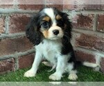 Small #15 Cavalier King Charles Spaniel