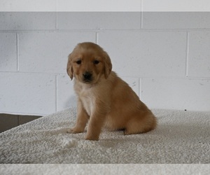 Golden Retriever Puppy for sale in MILLERSBURG, OH, USA