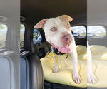 Small American Pit Bull Terrier Mix