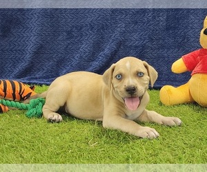Catahoula Leopard Dog Puppy for Sale in CUMBY, Texas USA