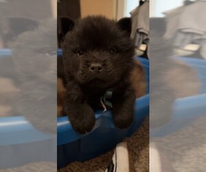 Chow Chow Puppy for sale in SULLIVAN, MO, USA