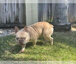 Small #1 French Bulldog Mix