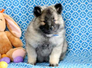 Keeshond Puppy for sale in MOUNT JOY, PA, USA