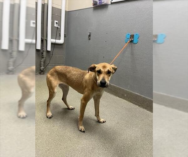 Medium Photo #1 German Shepherd Dog-Unknown Mix Puppy For Sale in Las Vegas, NV, USA