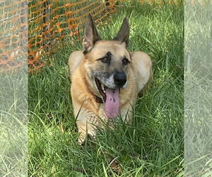 German Shepherd Dog-Unknown Mix Dogs for adoption in Mooresville, NC, USA